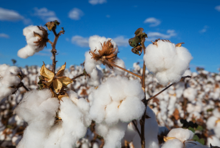 We grow fresh, organic produce using clean methods that protect nature, healthy food.