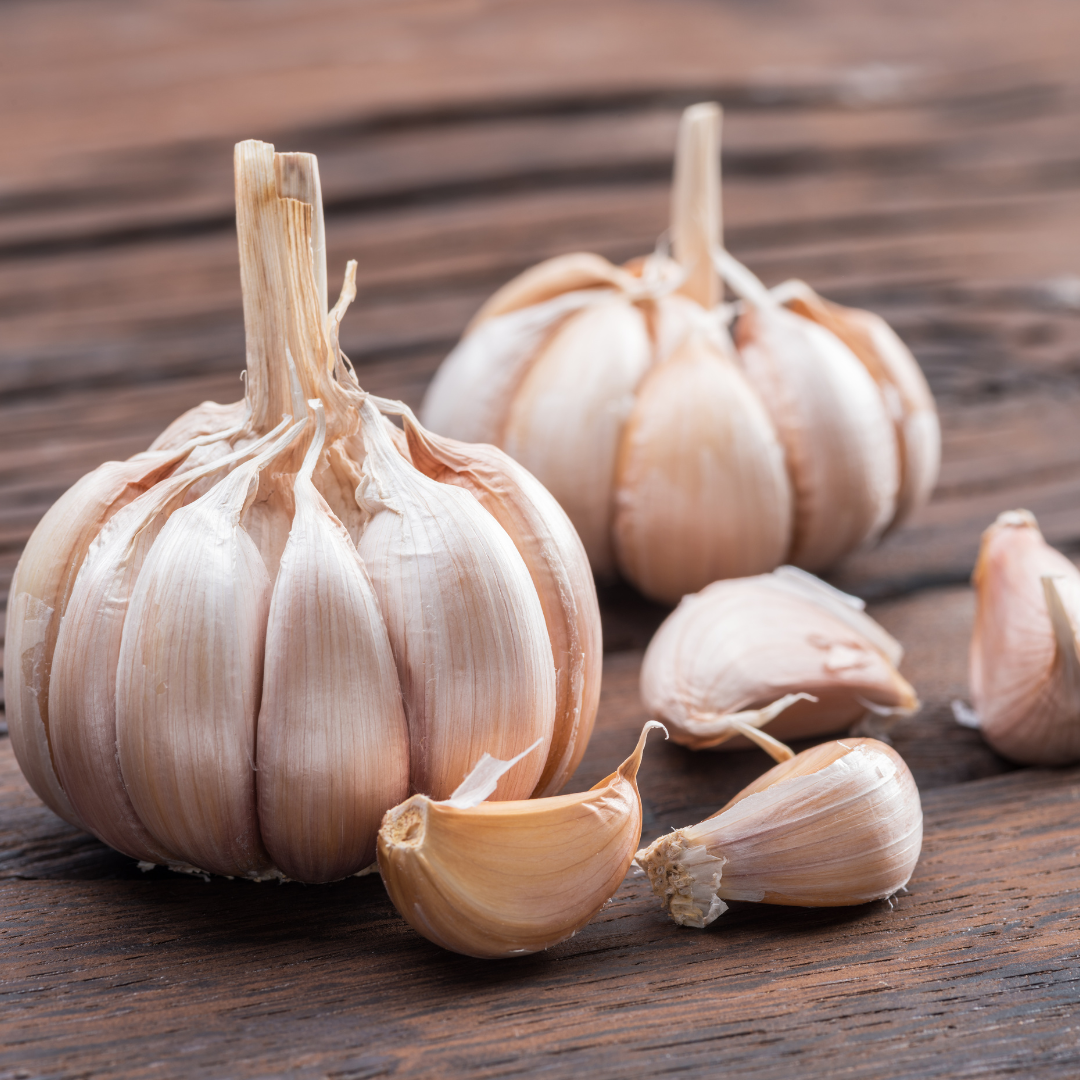 Garlic