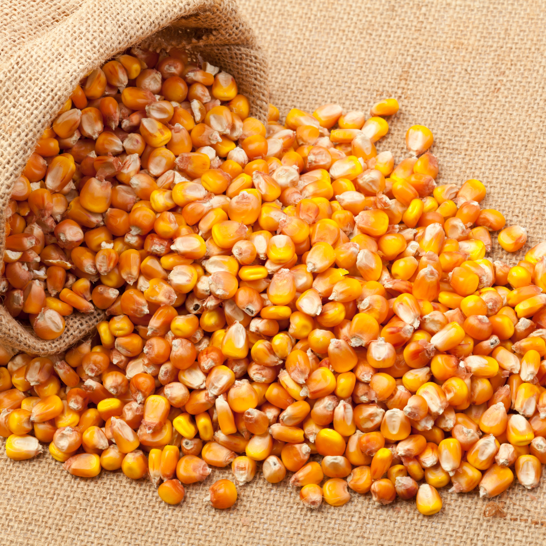Maize (Corn)