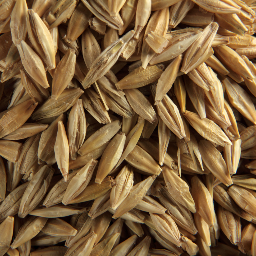 Barley Grain