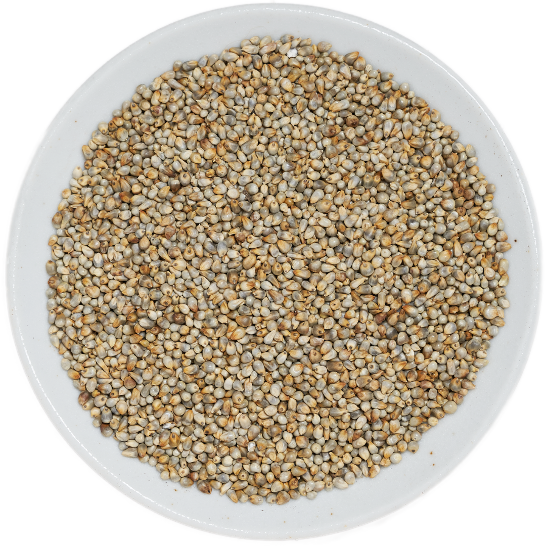 Bajra (Pearl Millet)